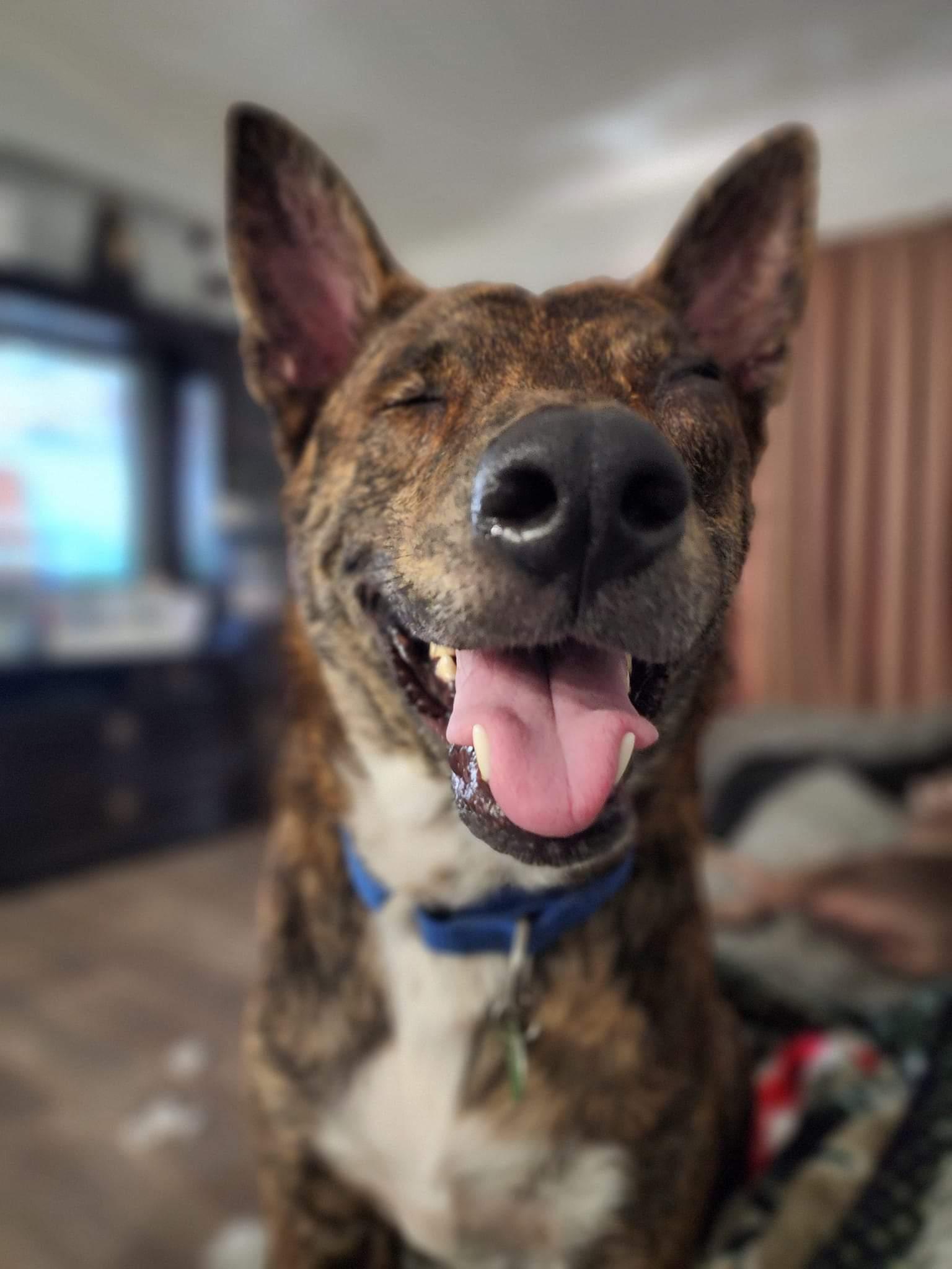 Jack, a Adoptable Dutch Shepherd in Royal Palm Beach, FL image 3/3