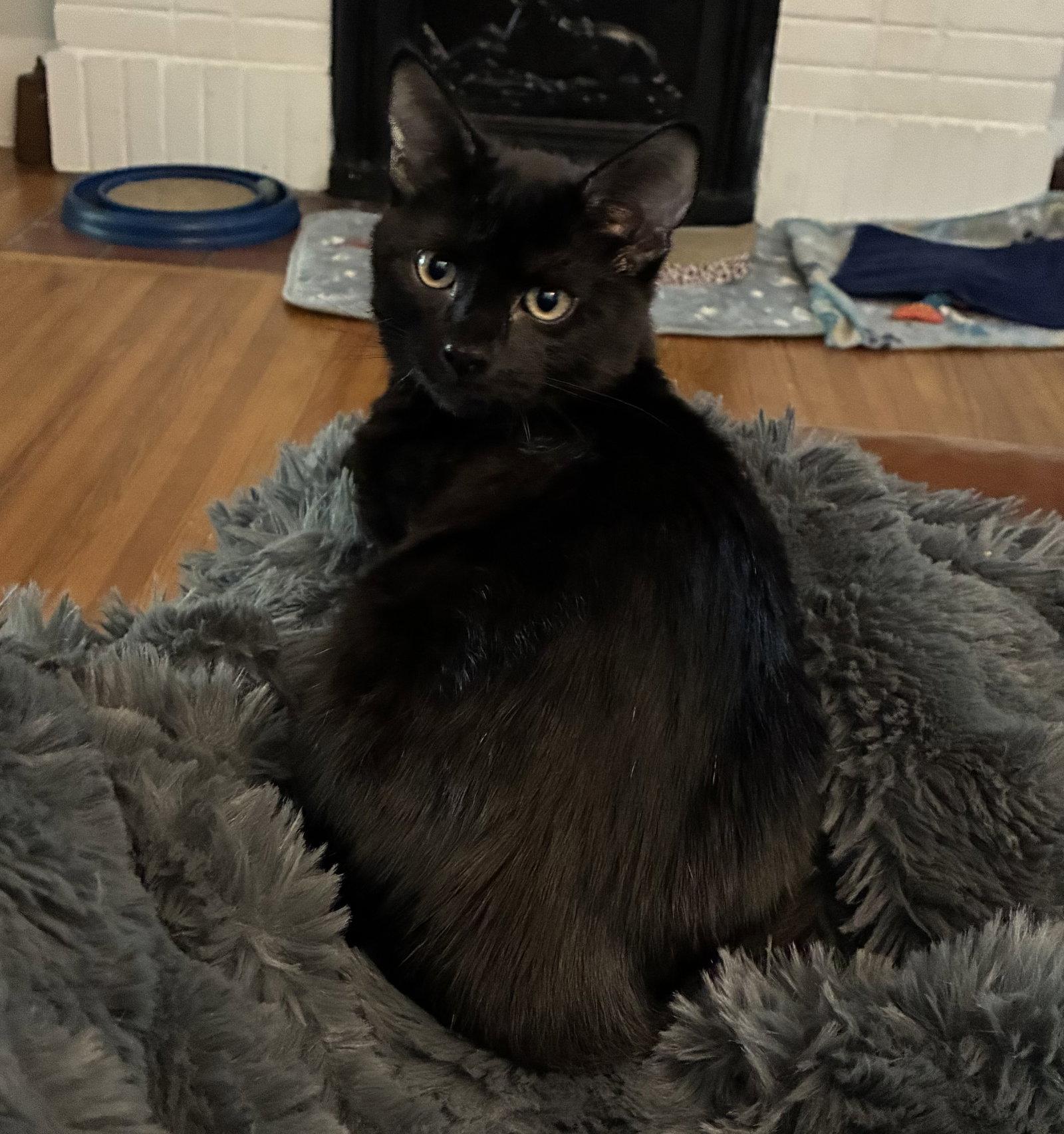 Enlarge G. Snitch, a Adoptable mixed breed in Lexington, SC image 1/3