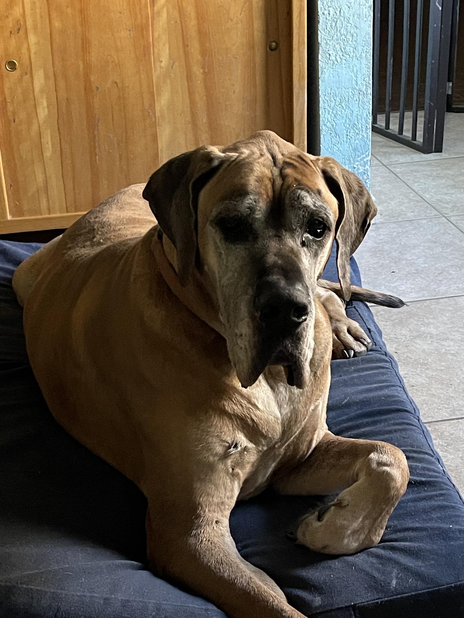 Enlarge Boon, a Adoptable Great Dane in Austin, TX image 1/1
