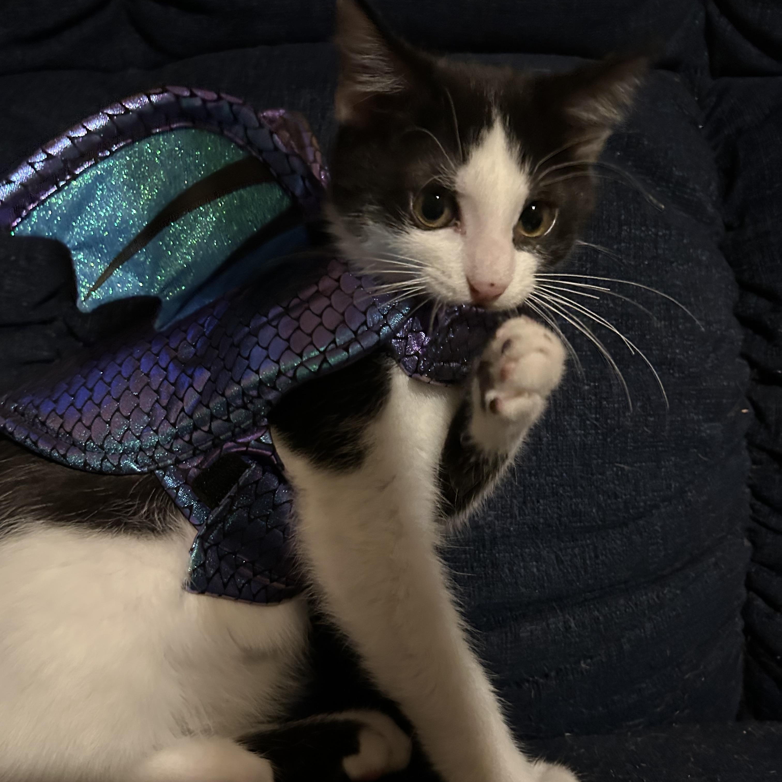 Enlarge Oreo, a Adoptable Domestic Short Hair in Columbia, MO image 6/6