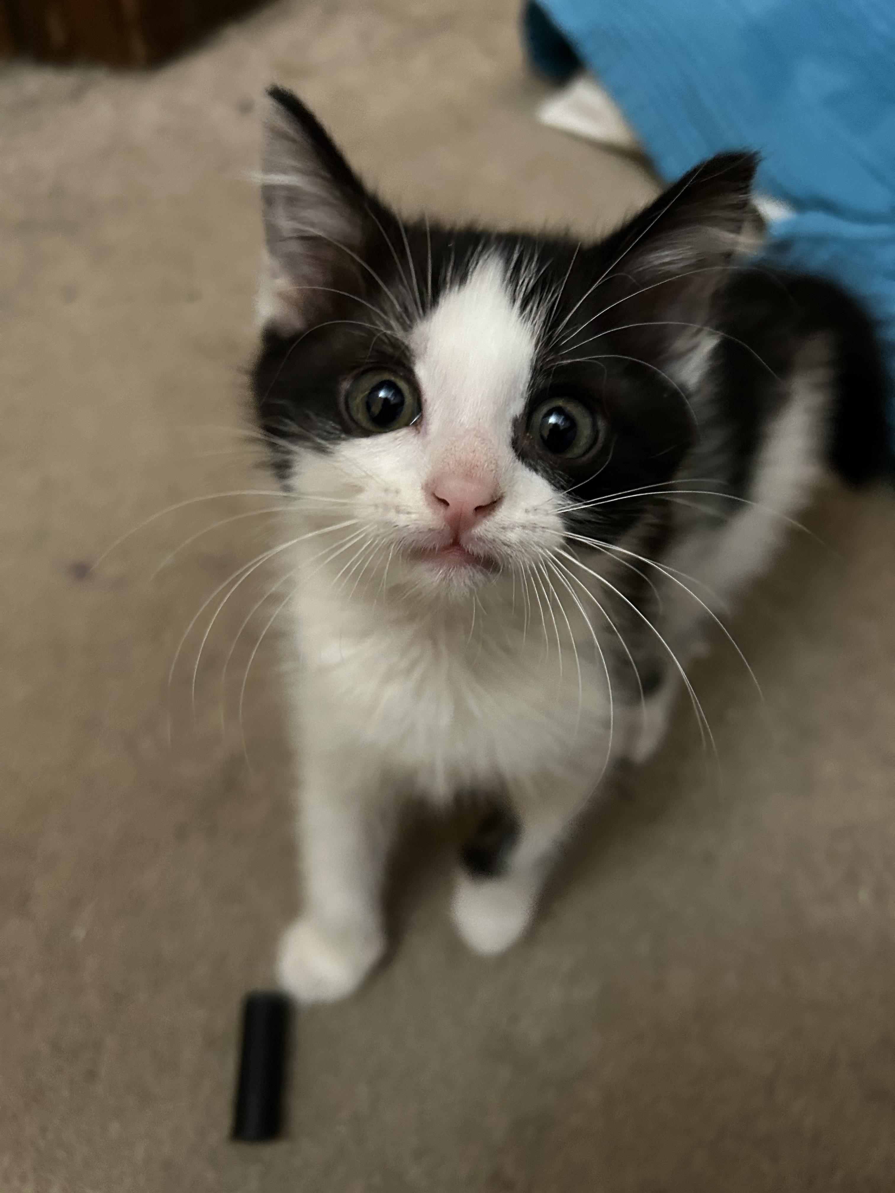 Enlarge Oreo, a ADOPTABLE Domestic Short Hair in Columbia, MO image 5/6