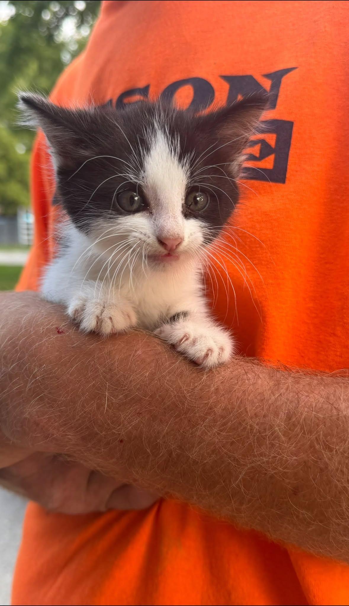 Enlarge Oreo, a ADOPTABLE Domestic Short Hair in Columbia, MO image 4/6