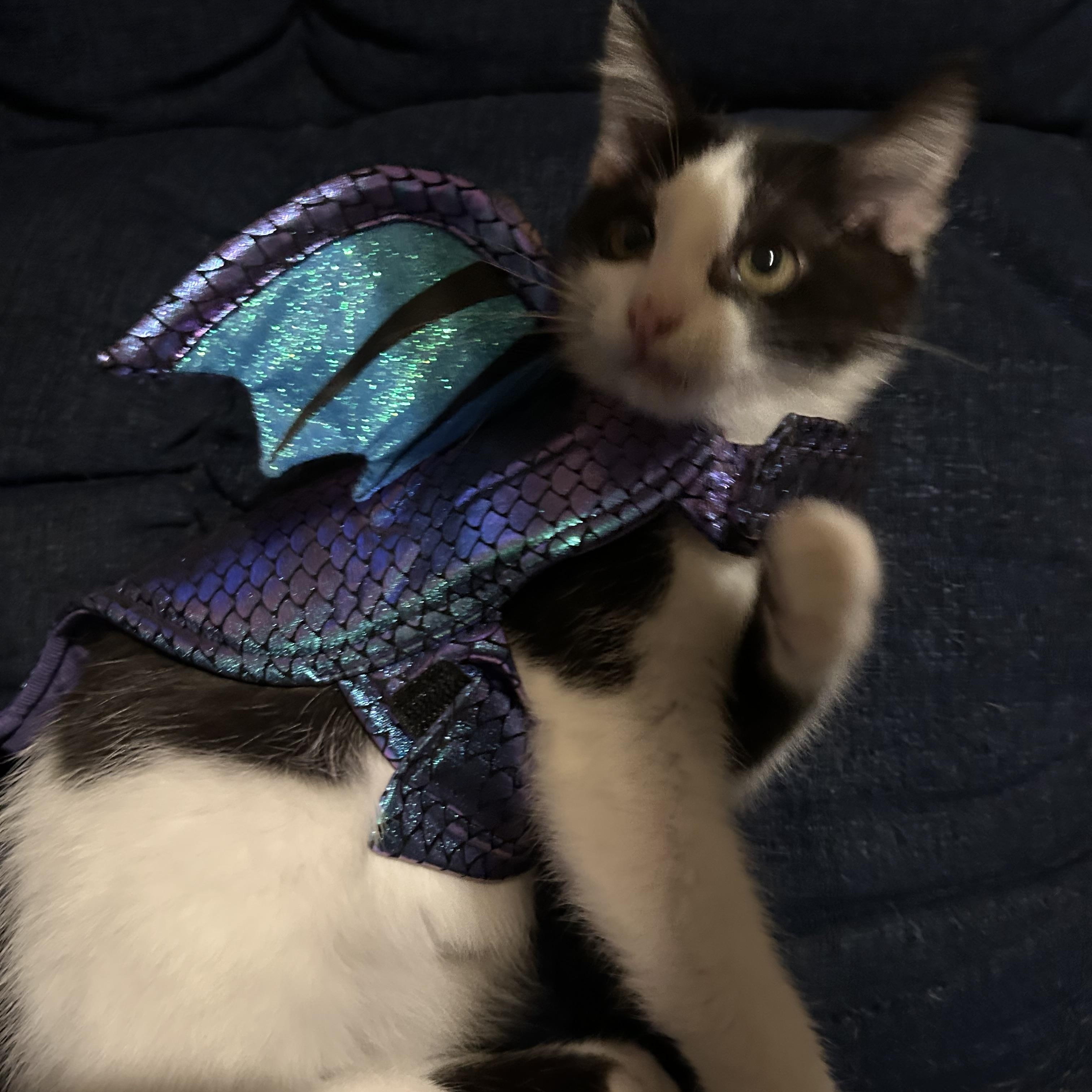 Oreo, Adoptable, Kitten Male Domestic Short Hair.