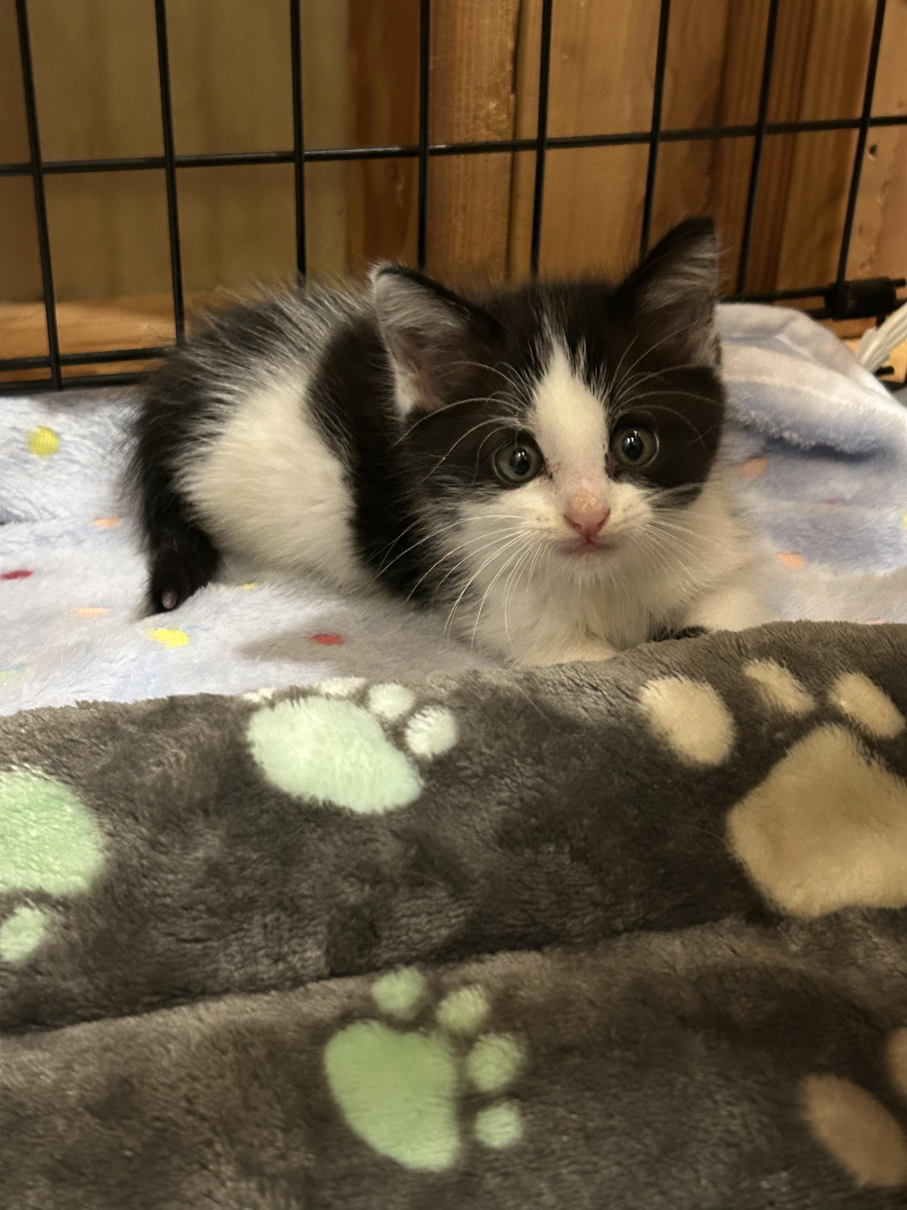 Enlarge Oreo, a ADOPTABLE Domestic Short Hair in Columbia, MO image 2/6