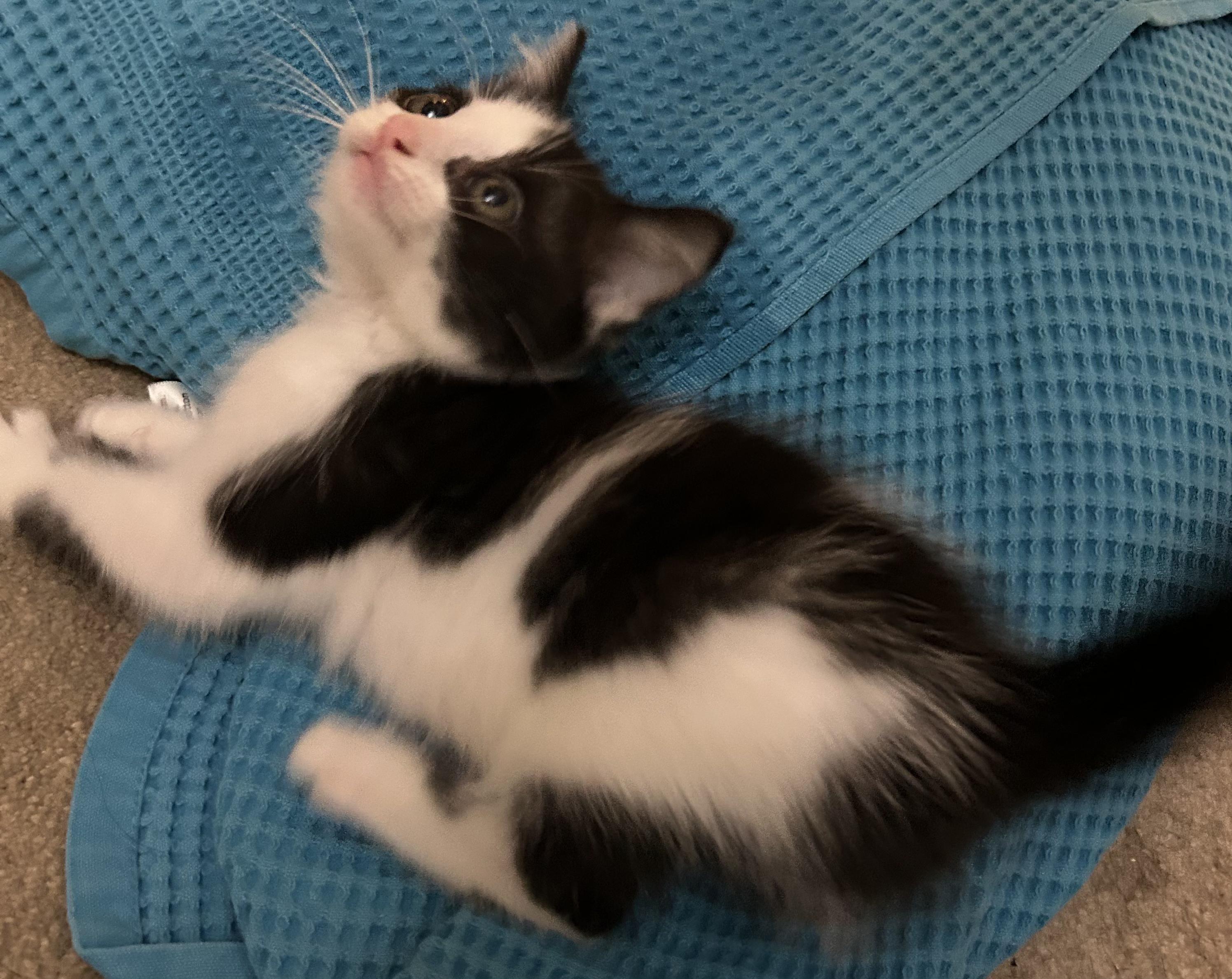 Enlarge Oreo, a ADOPTABLE Domestic Short Hair in Columbia, MO image 6/6