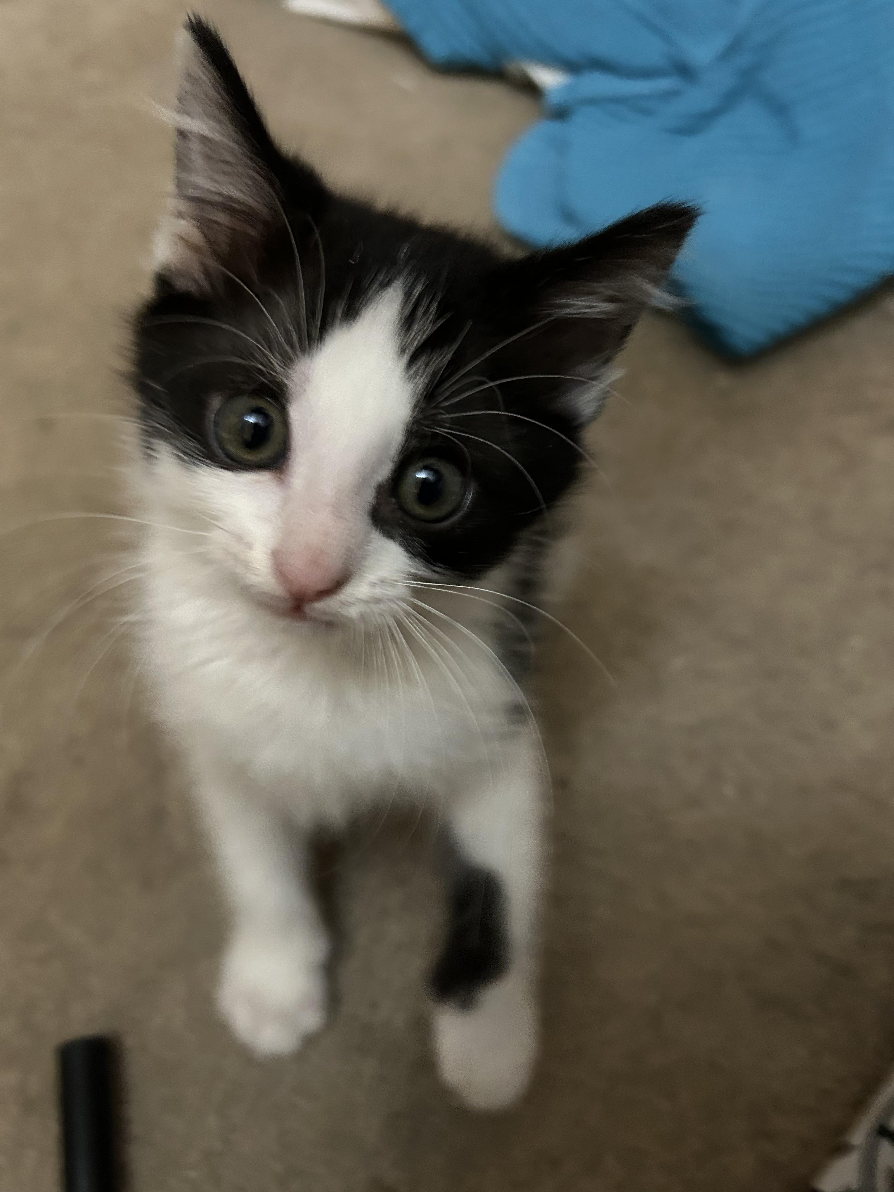 Enlarge Oreo, a ADOPTABLE Domestic Short Hair in Columbia, MO image 3/6