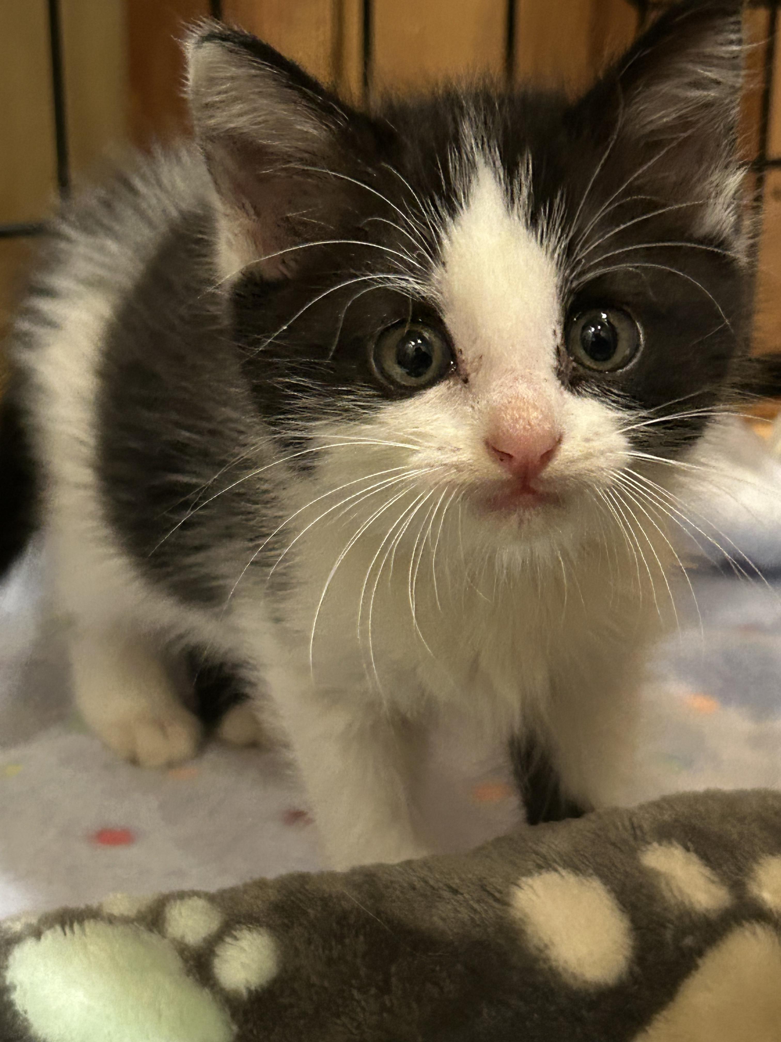 Enlarge Oreo, a ADOPTABLE Domestic Short Hair in Columbia, MO image 1/6