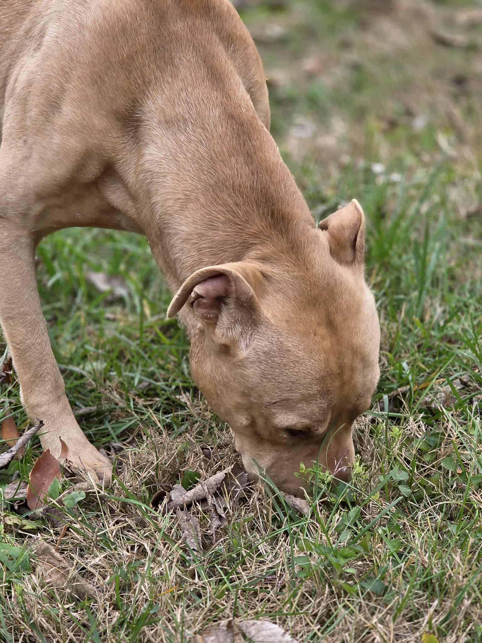 Boomer, Adoptable, Young Male Mixed Breed.