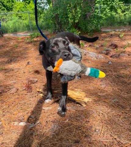 Enlarge A520378, a Adoptable mixed breed in Wilmington, NC image 1/1