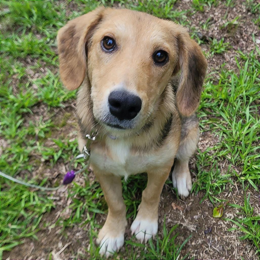 Enlarge Bindy, a Adoptable mixed breed in West Point, MS image 1/1
