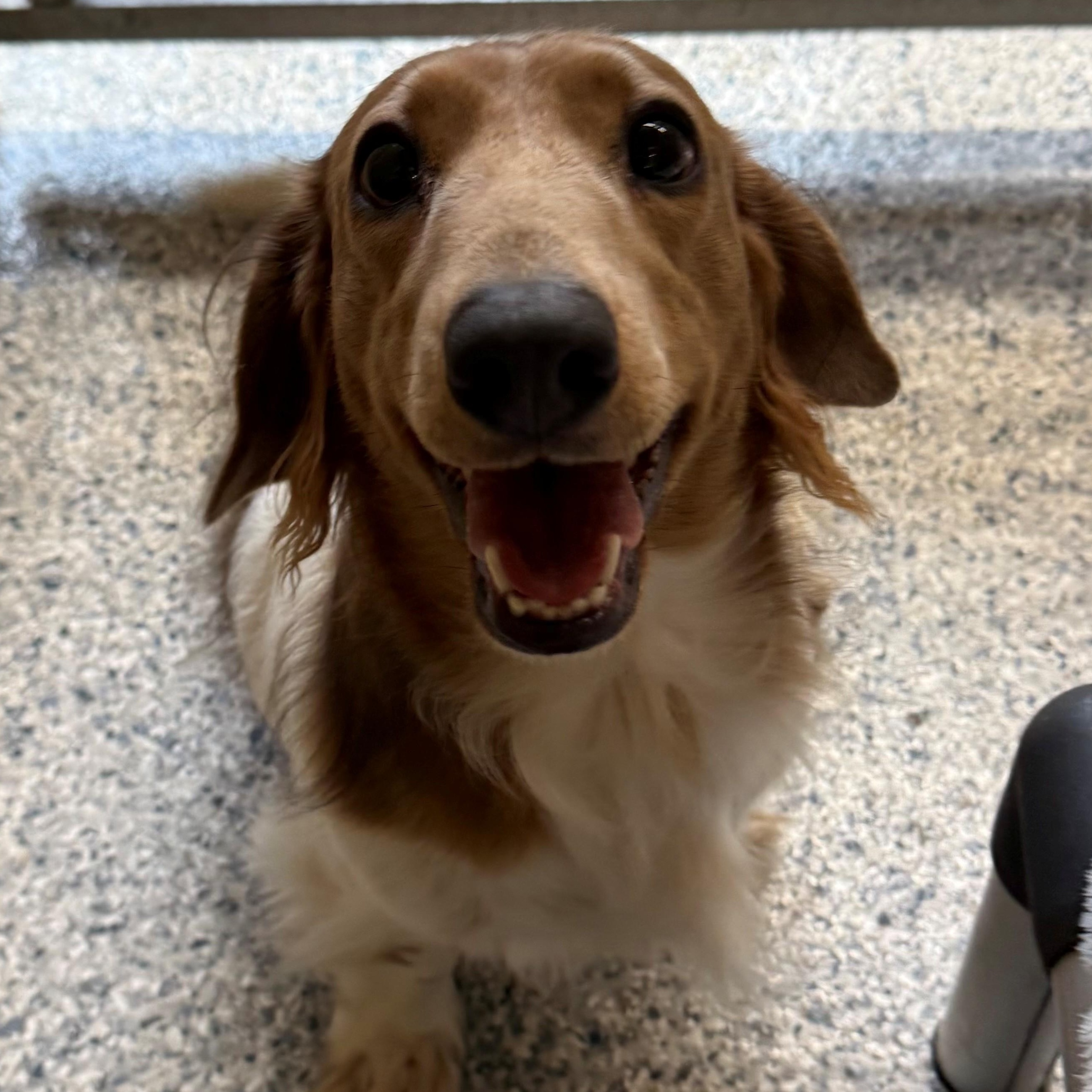 Enlarge Sunny, an adopted Dachshund in St. Augustine, FL image 2/4