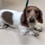 Enlarge Sunny, an adopted Dachshund in St. Augustine, FL image 4/4