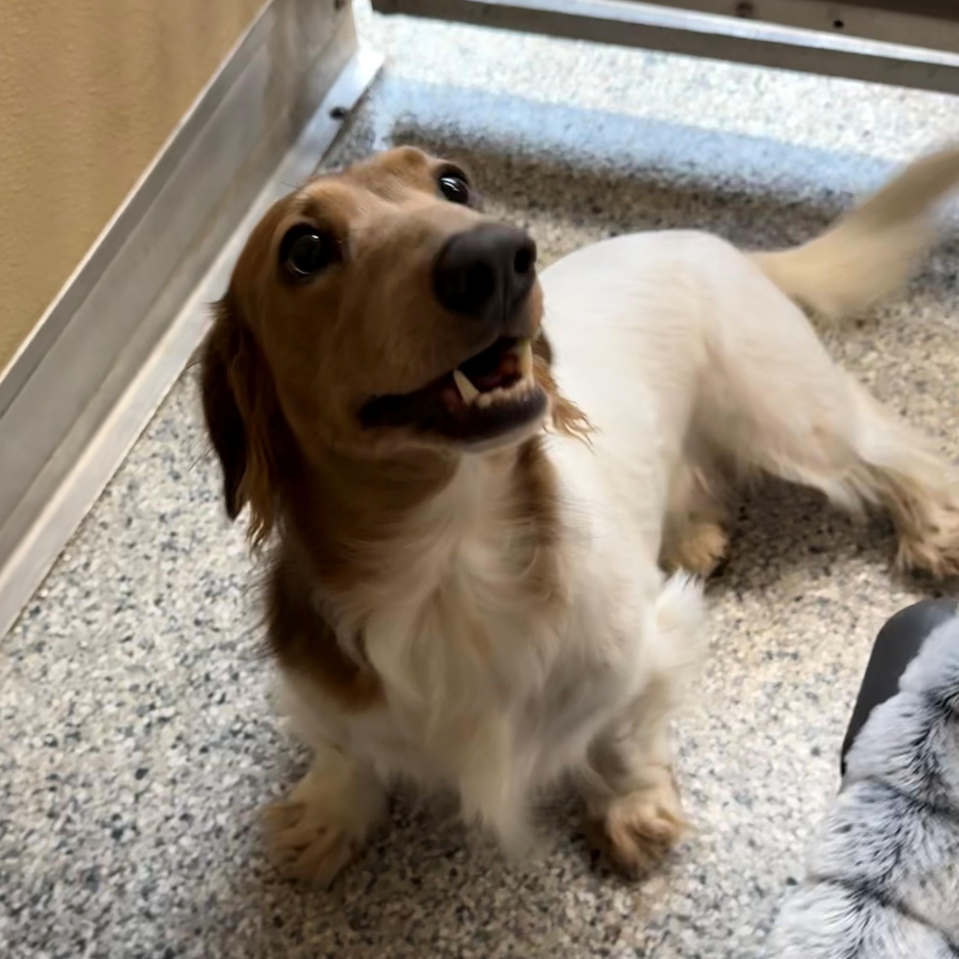Enlarge Sunny, an adopted Dachshund in St. Augustine, FL image 3/4
