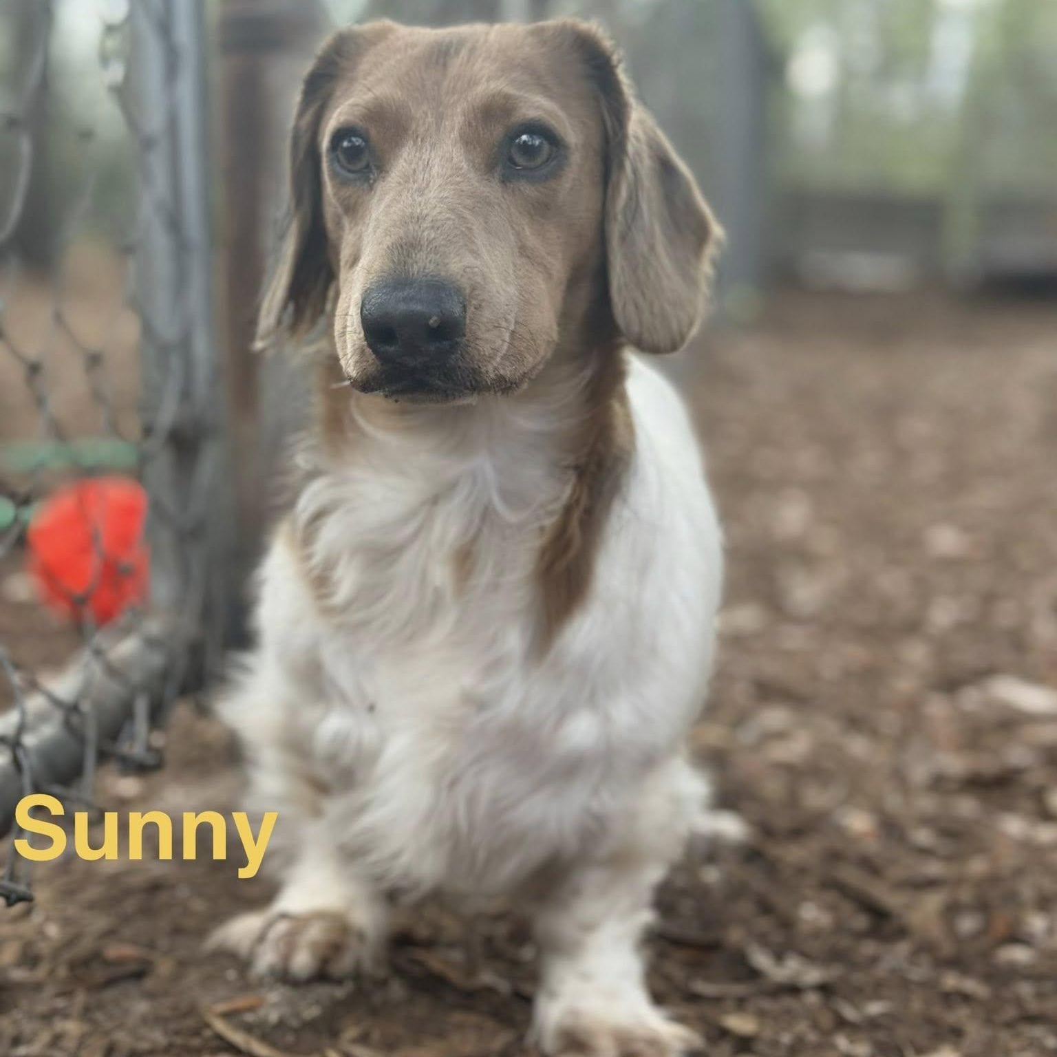 Sunny, adopted, Adult Male Dachshund.