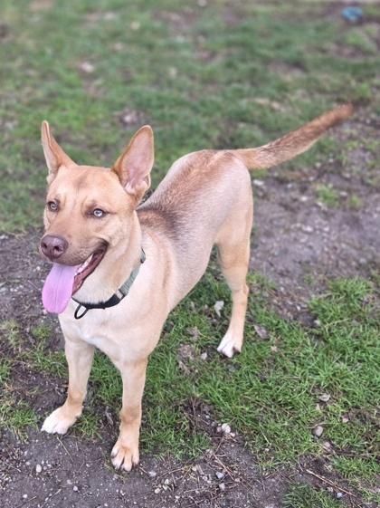 Enlarge Charlie, a Adoptable mixed breed in Erin, ON image 1/3