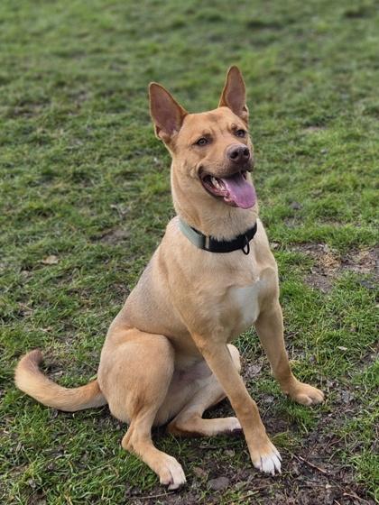 Charlie, Adoptable, Young Male Husky & Cattle Dog.