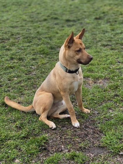 Enlarge Charlie, a Adoptable mixed breed in Erin, ON image 3/3