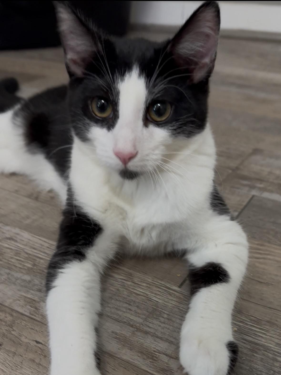 Sir Benedict, Adoptable, Kitten Male Domestic Short Hair.