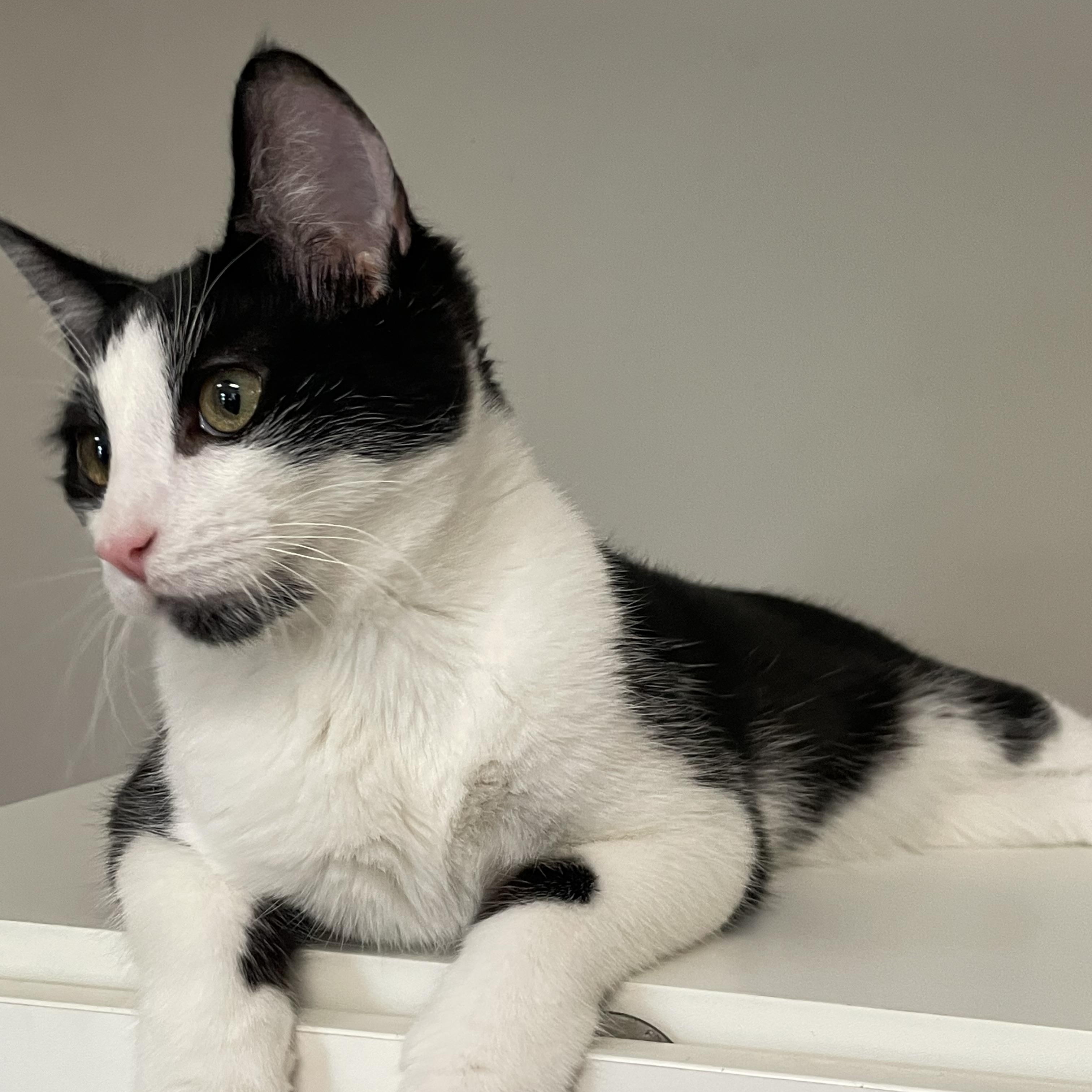 Enlarge Sir Benedict, a Adoptable Domestic Short Hair in Petaluma, CA image 3/3