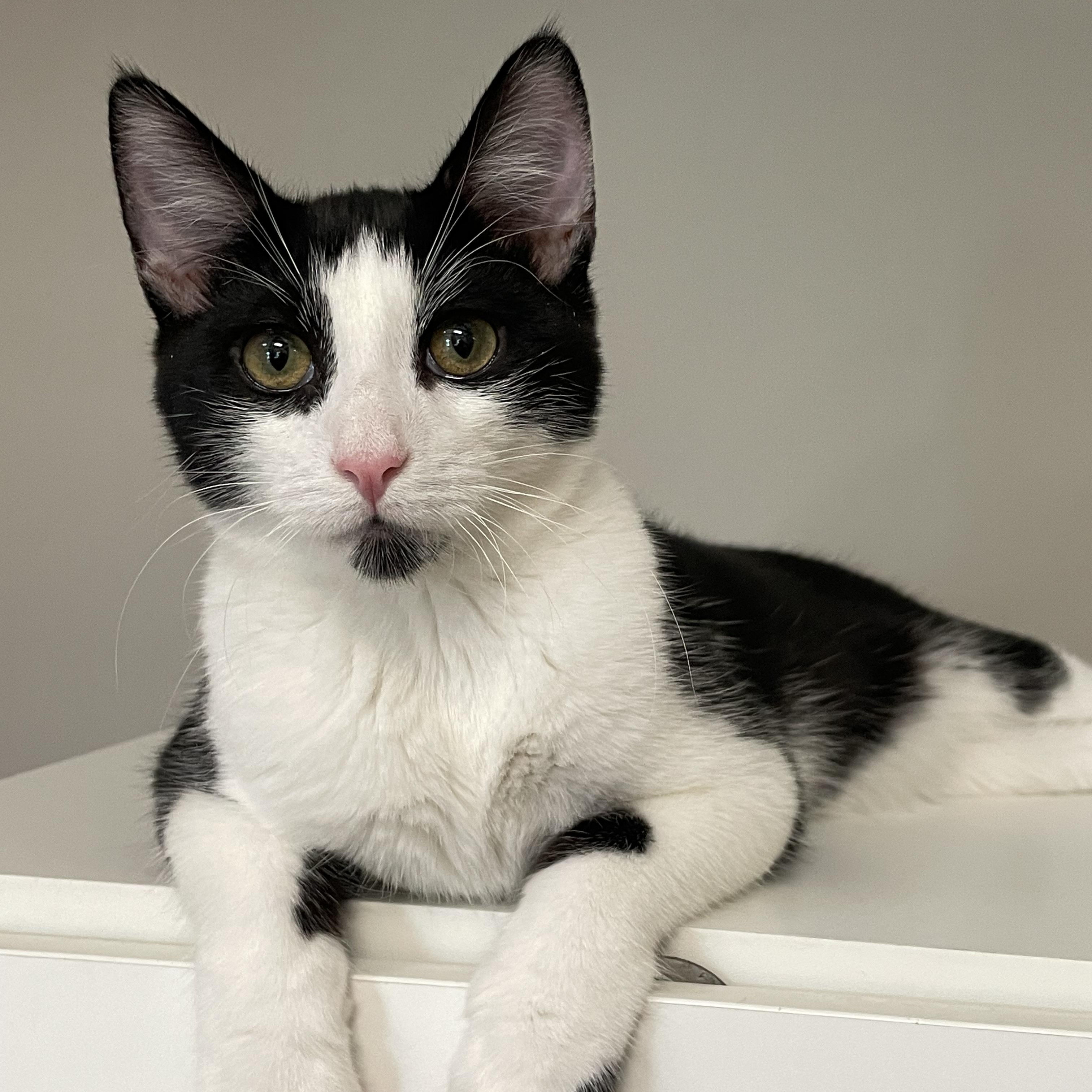 Enlarge Sir Benedict, a Adoptable Domestic Short Hair in Petaluma, CA image 2/3
