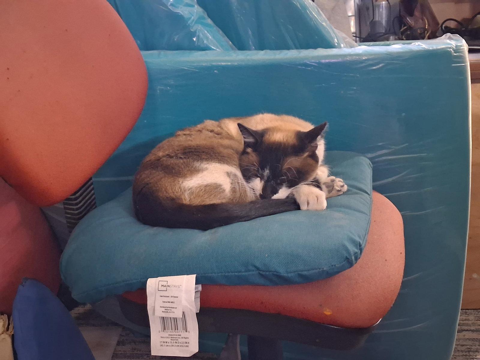 Maya, a Adoptable Siamese in Williamsburg, NM image 2/3