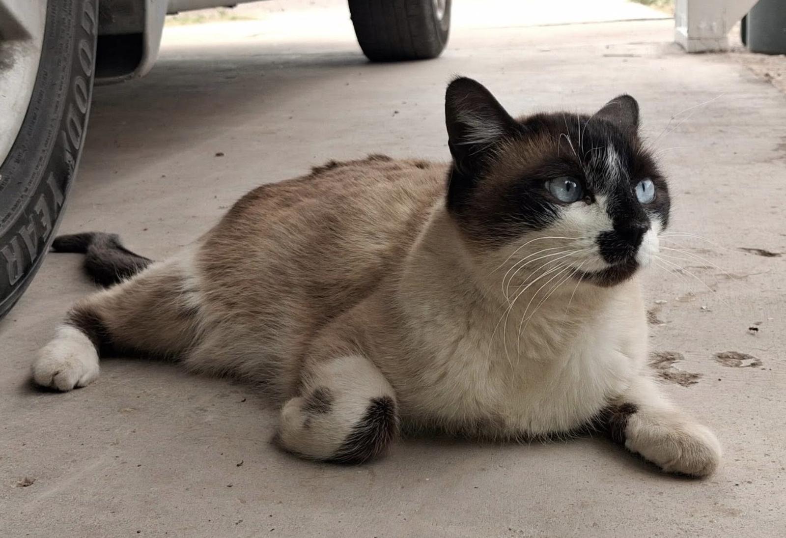 Maya, Adoptable, Young Female Siamese.