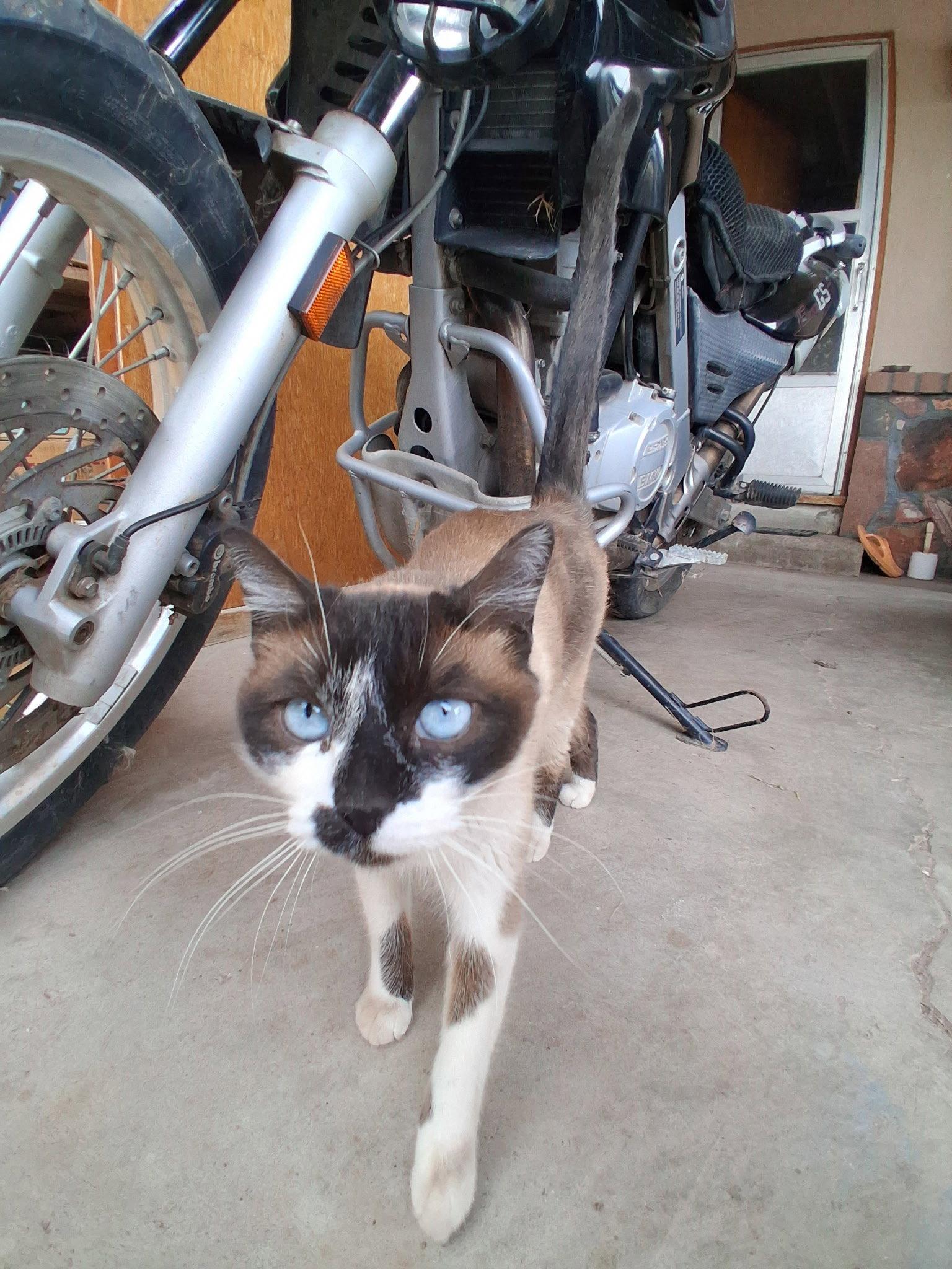 Maya, a Adoptable Siamese in Williamsburg, NM image 3/3