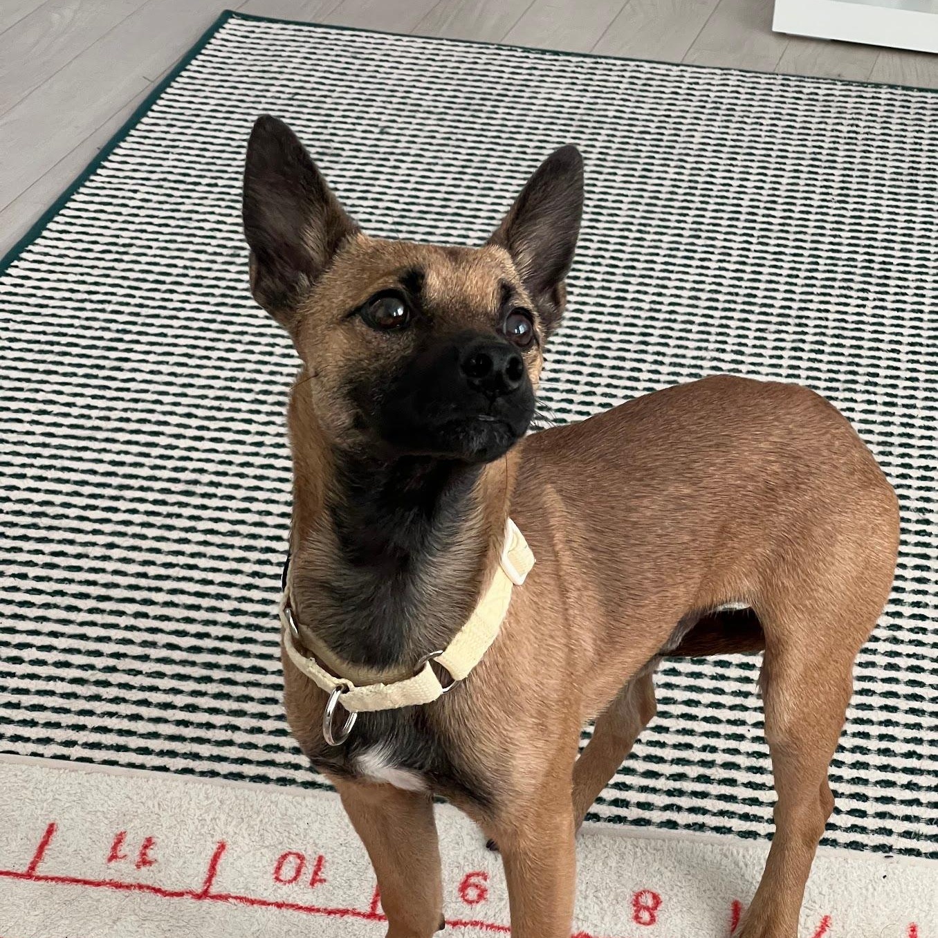 Enlarge Hangwa, a Adoptable mixed breed in Manchester , NH image 5/6