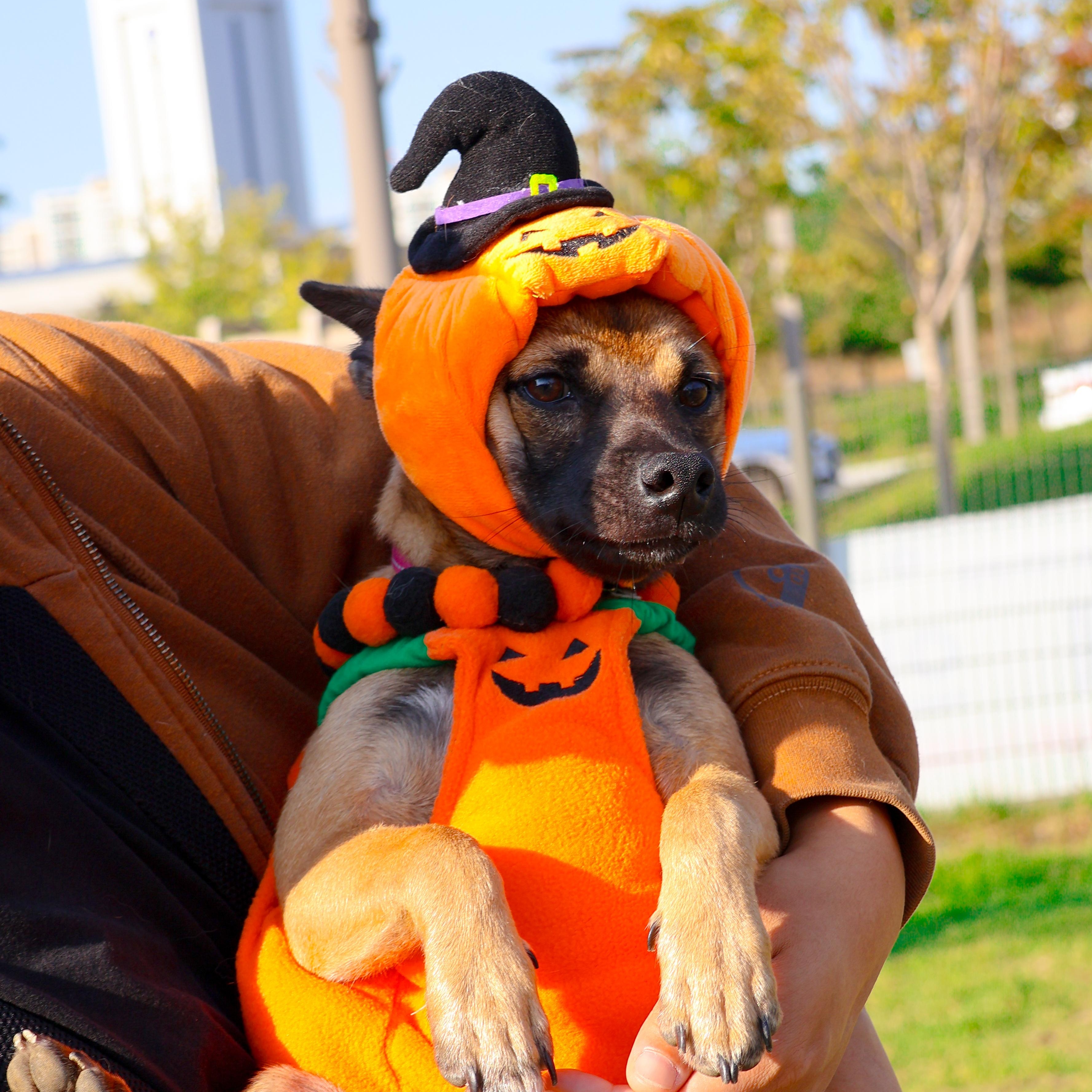 Enlarge Hangwa, a Adoptable mixed breed in Manchester , NH image 4/6