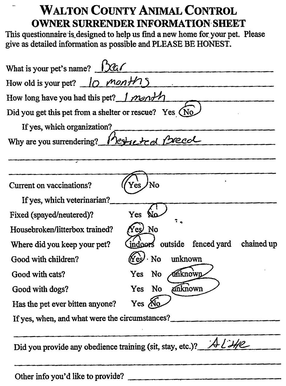 Enlarge Bear #22355, a ADOPTABLE mixed breed in Monroe, GA image 2/3