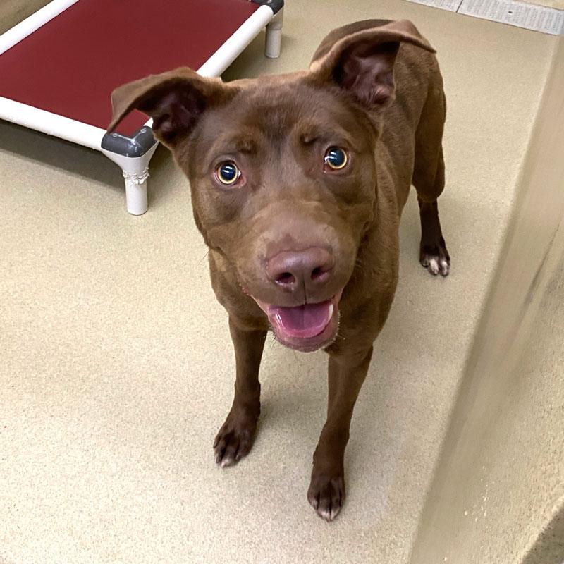 Bear #22355, ADOPTABLE, Young Male Chocolate Labrador Retriever & Pit Bull Terrier.