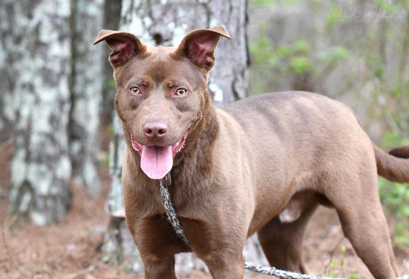 Enlarge Bear #22355, a ADOPTABLE mixed breed in Monroe, GA image 6/6