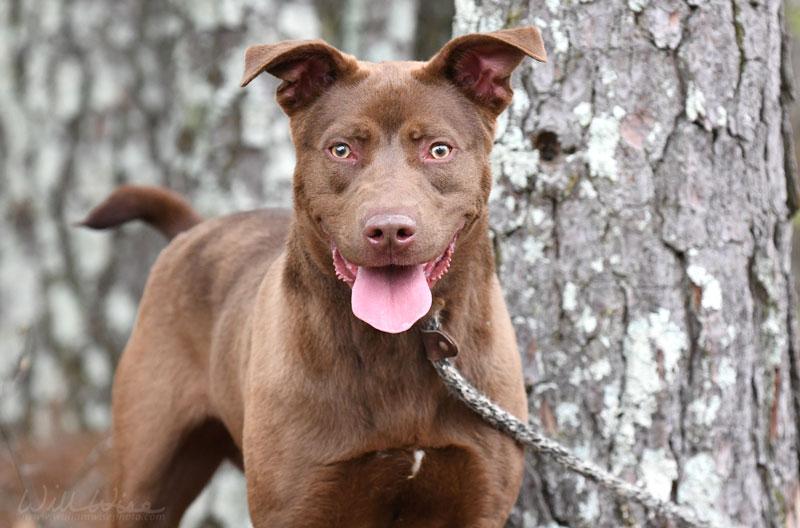 Bear #22355, ADOPTABLE, Young Male Chocolate Labrador Retriever & Pit Bull Terrier.