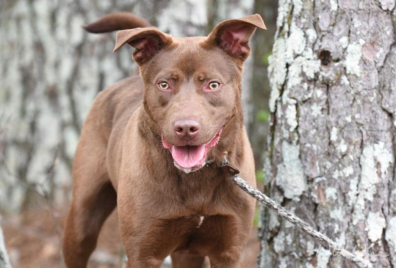 Enlarge Bear #22355, a ADOPTABLE mixed breed in Monroe, GA image 5/6