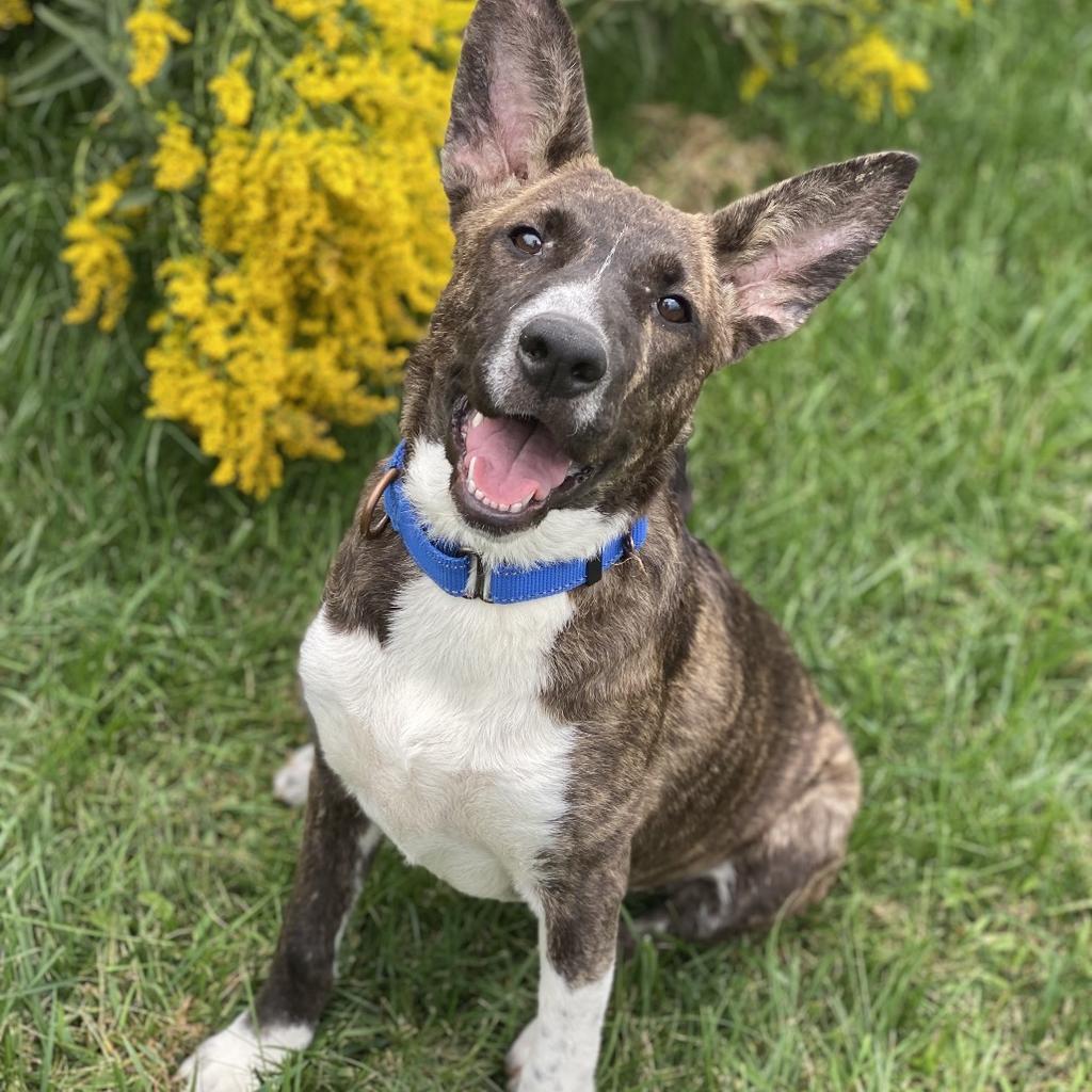 Ella, Adoptable, Young Female Shepherd & Mixed Breed.