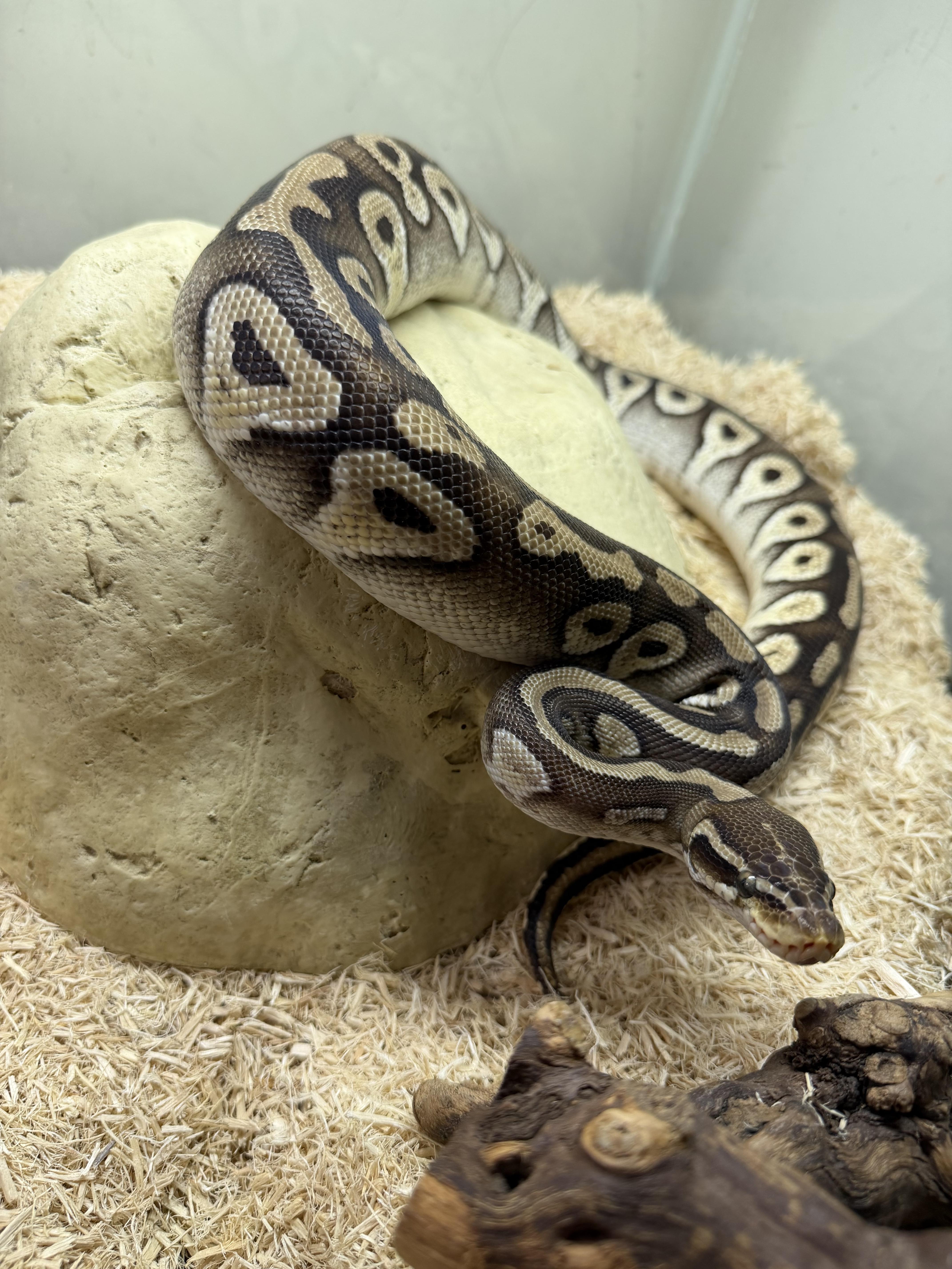Sir pent , ADOPTABLE, Young Unknown Ball Python.