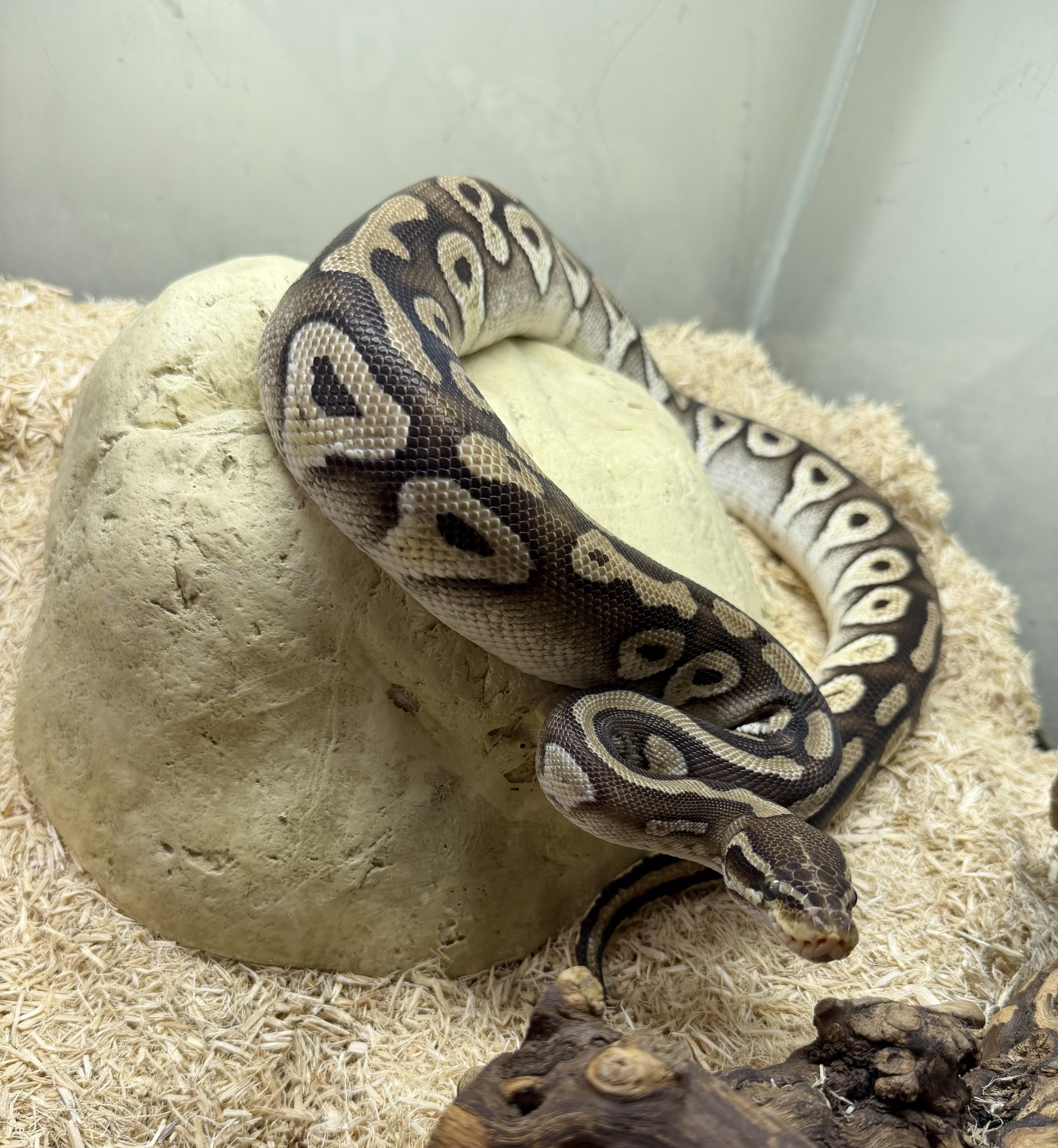 Enlarge Sir pent , a ADOPTABLE Ball Python in Middle Island, NY image 3/3