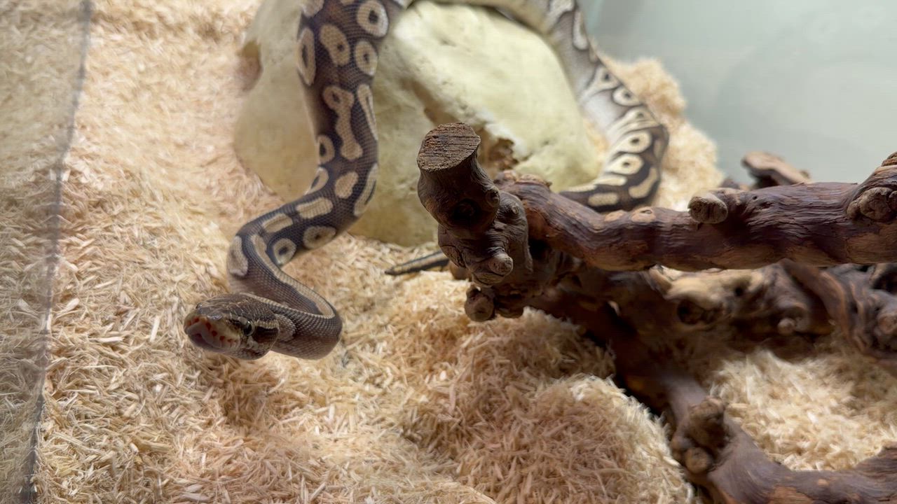Enlarge Sir pent , a ADOPTABLE Ball Python in Middle Island, NY video 1/3