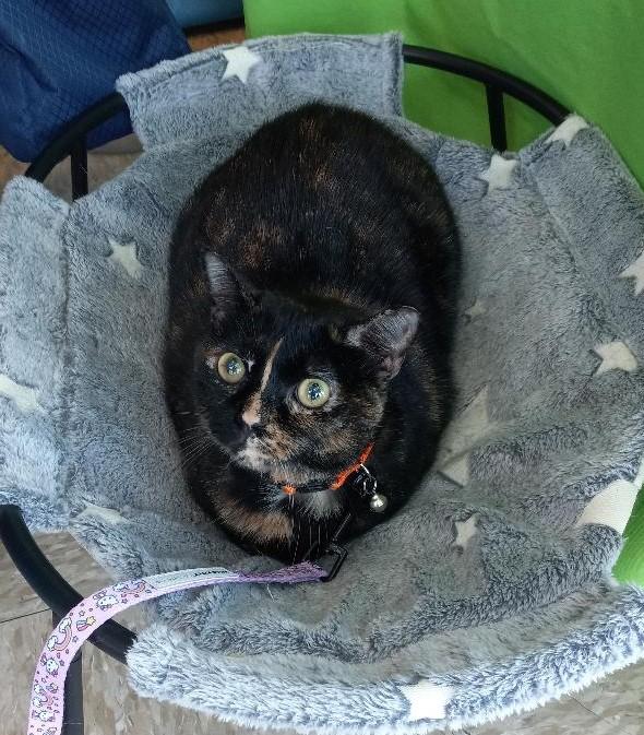 DIAMOND, a Adoptable Domestic Short Hair in Terrell, TX image 2/4