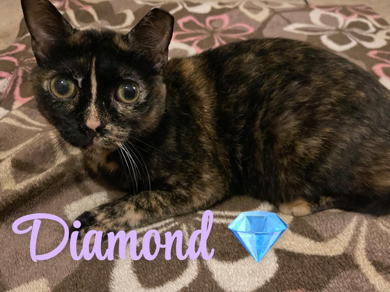 DIAMOND, Adoptable, Adult Female Domestic Short Hair.