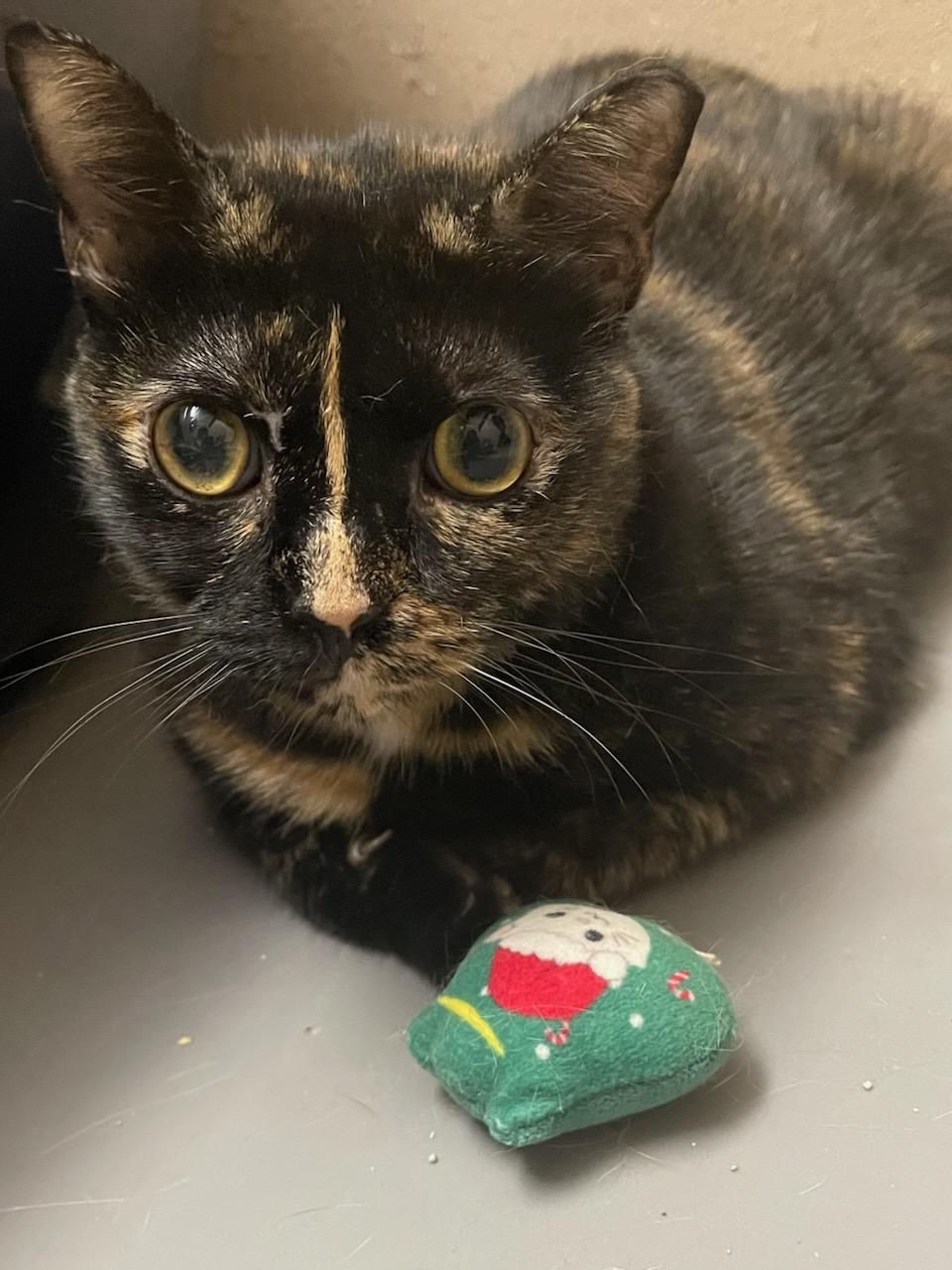 DIAMOND, a Adoptable Domestic Short Hair in Terrell, TX image 3/4