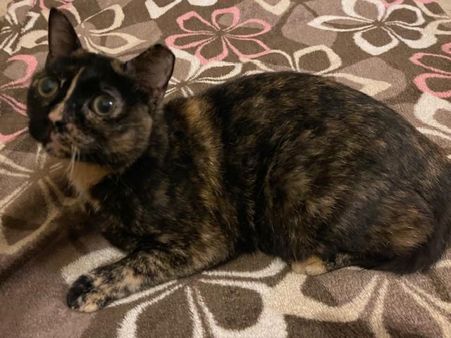 DIAMOND, a Adoptable Domestic Short Hair in Terrell, TX image 4/4