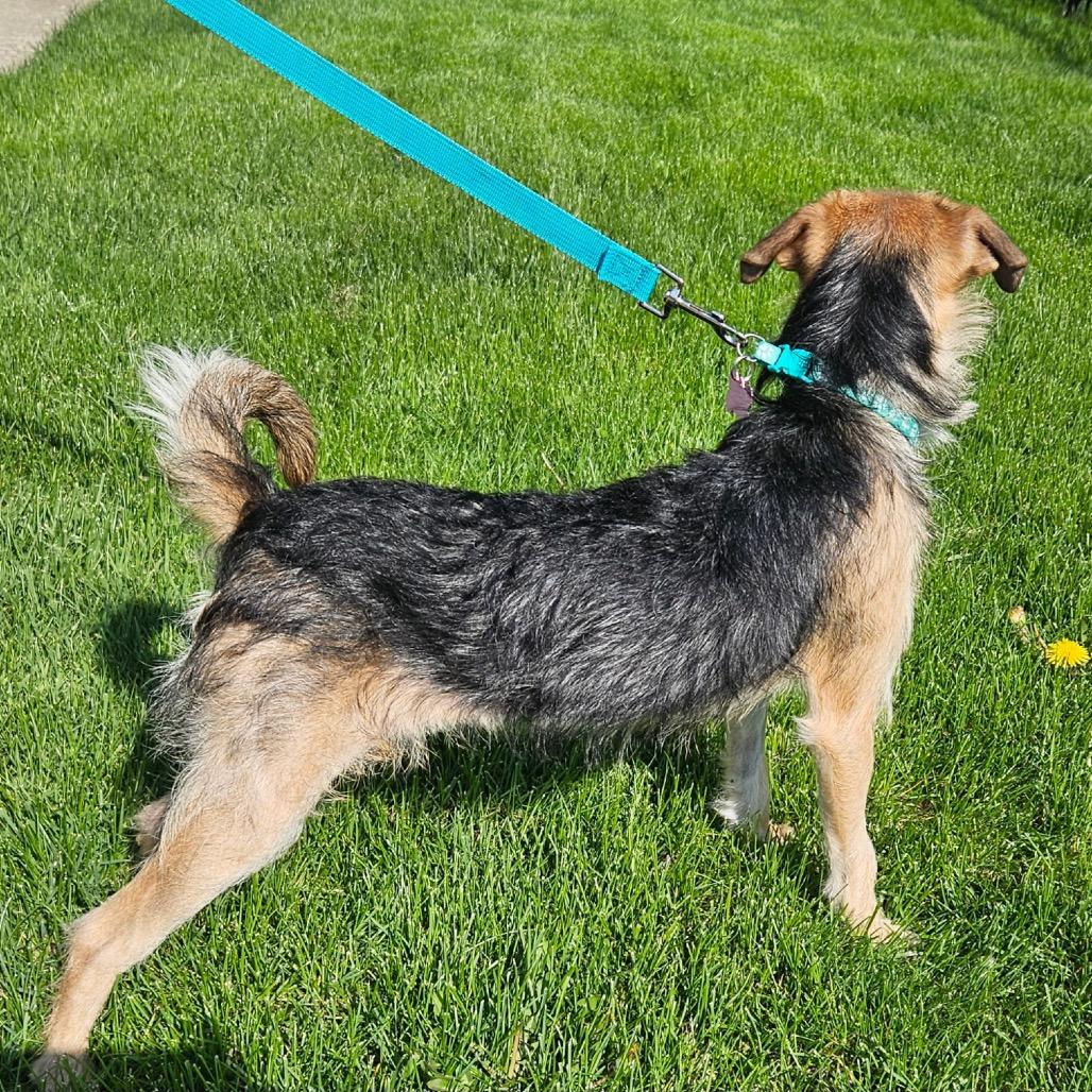 Anabeth, a Adoptable Yorkshire Terrier in Saint John, IN image 1/4