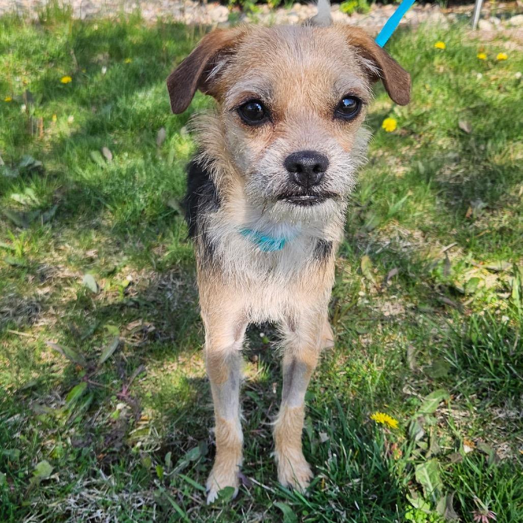 Anabeth, a Adoptable Yorkshire Terrier in Saint John, IN image 2/4