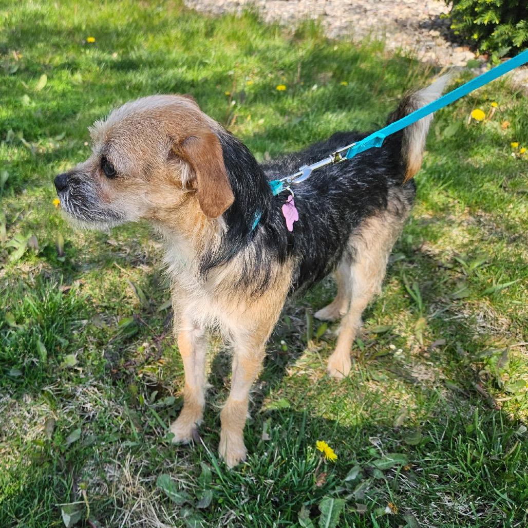 Anabeth, a Adoptable Yorkshire Terrier in Saint John, IN image 3/4