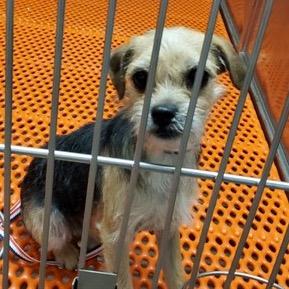 Anabeth, a Adoptable Yorkshire Terrier in Saint John, IN image 4/4