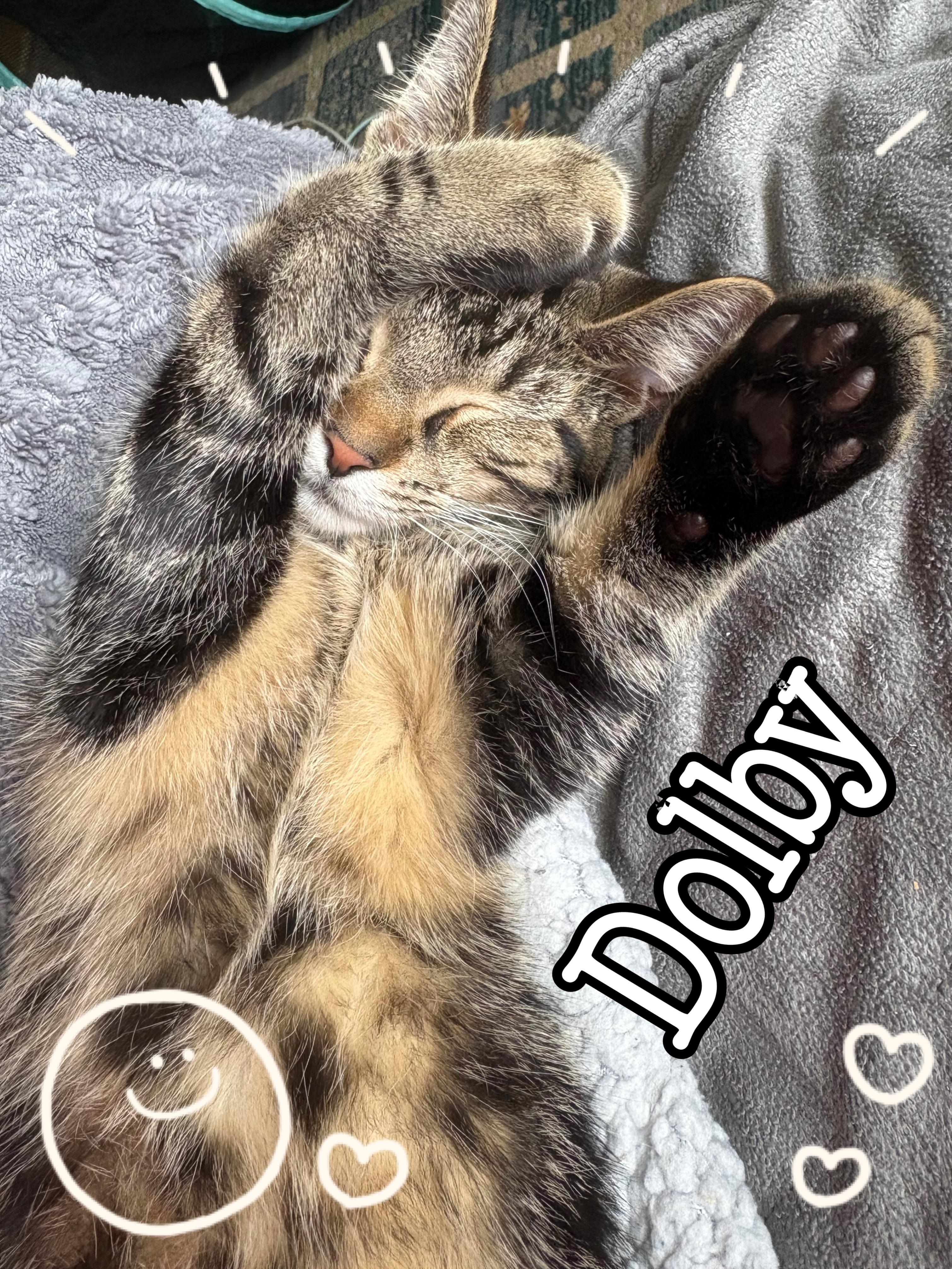 Enlarge Dolby, a Adoptable Tabby in Livonia, MI image 1/4