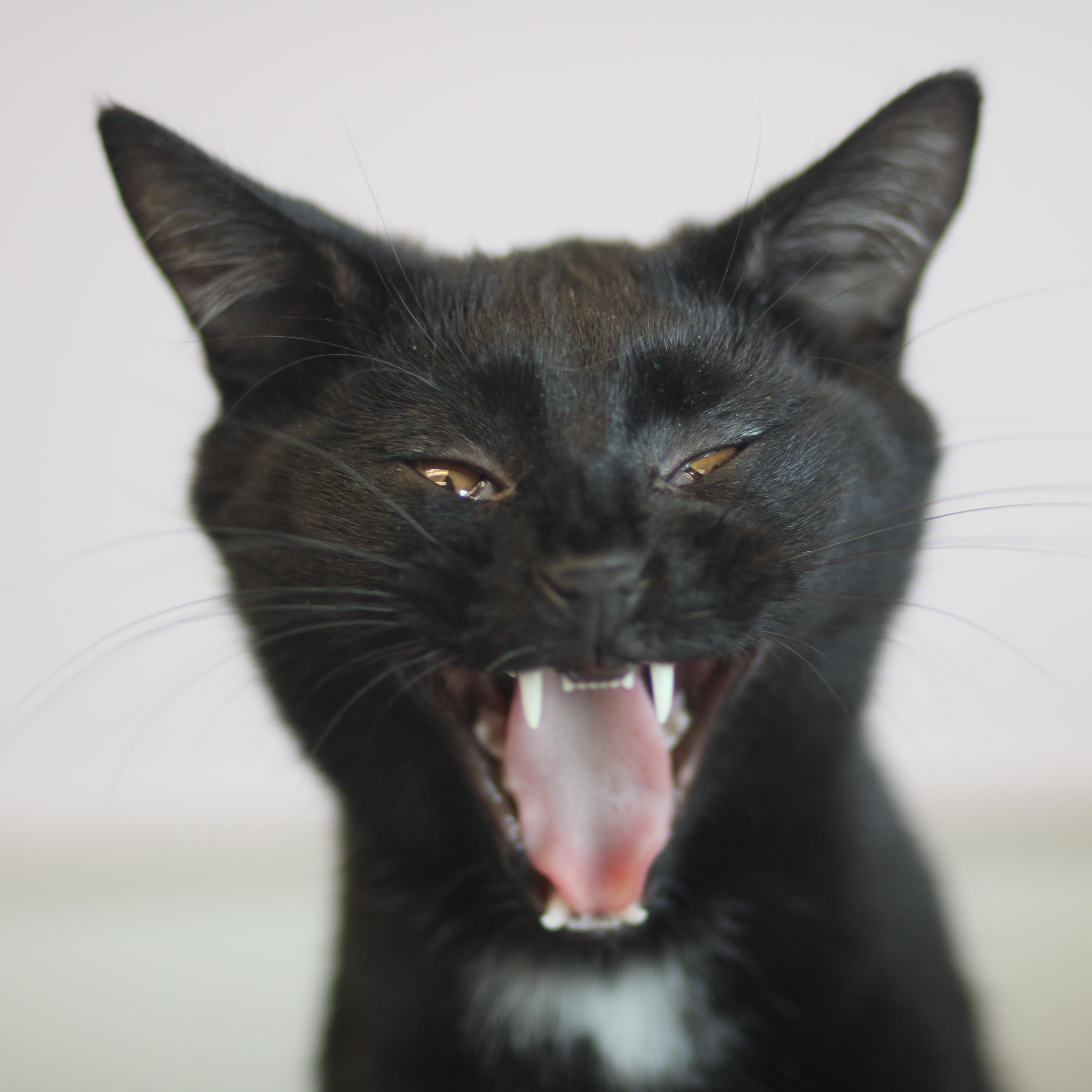 Enlarge Paul, a ADOPTABLE Domestic Short Hair in Cooperstown, NY image 5/5