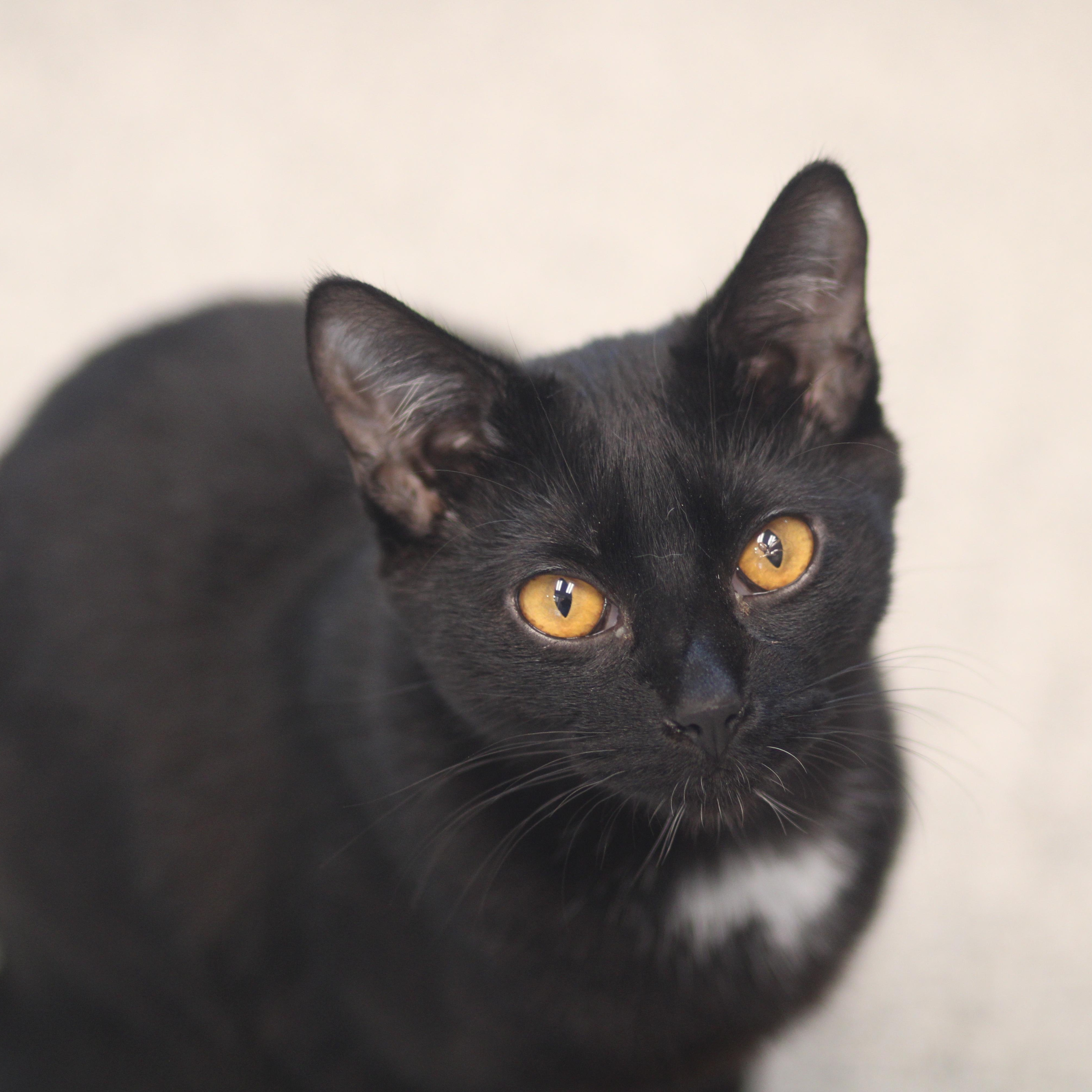 Enlarge Paul, a ADOPTABLE Domestic Short Hair in Cooperstown, NY image 2/5