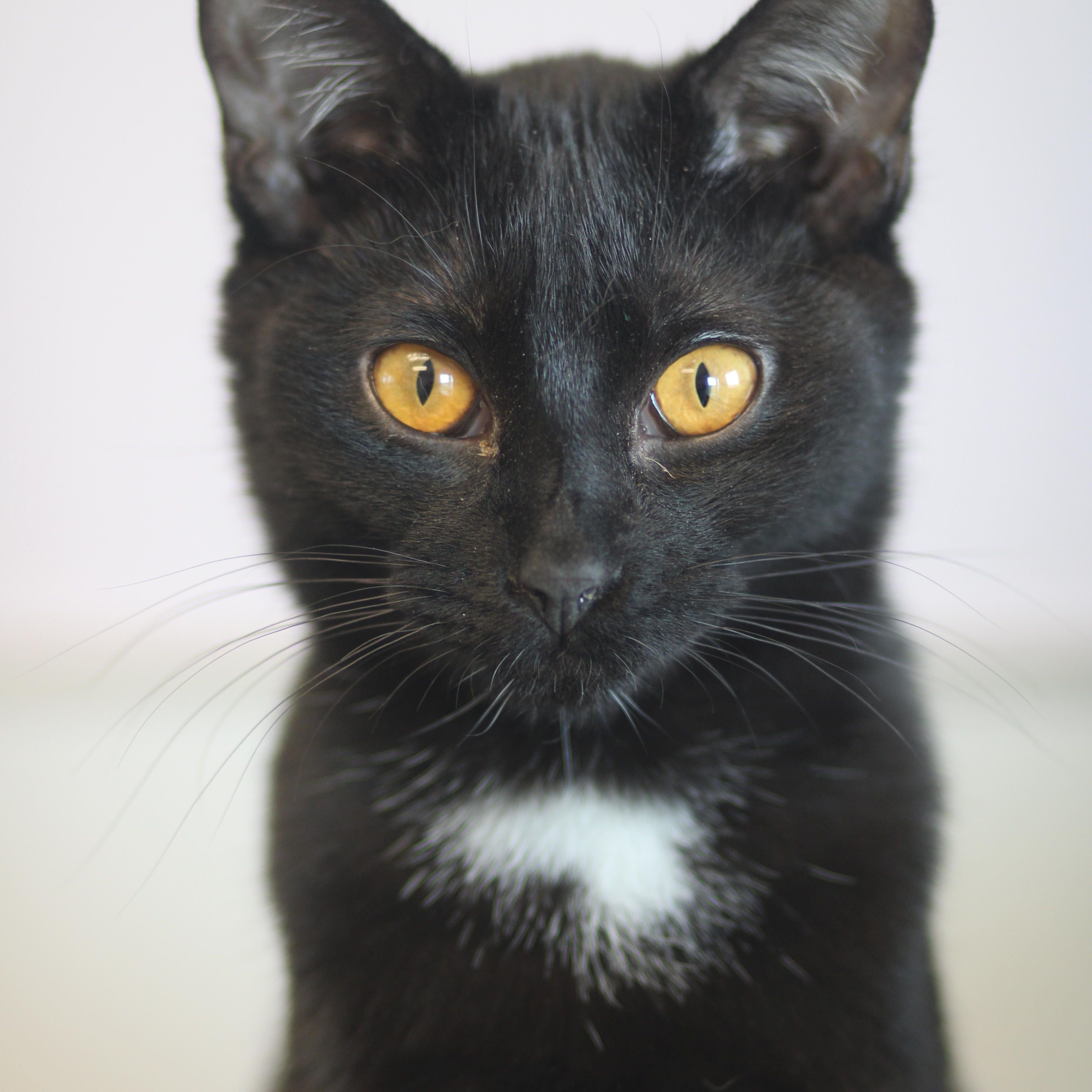 Enlarge Paul, a ADOPTABLE Domestic Short Hair in Cooperstown, NY image 1/5